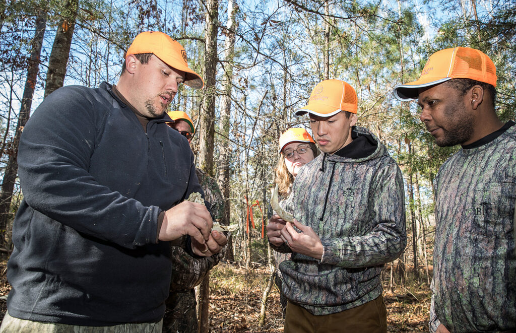 DNR asking people to collect red pine cones to help restock seed for  nurseries